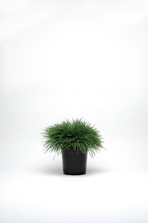 Ozdobné trávy Colorgrass Koeleria Coolio   1000 semien