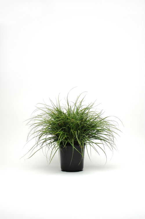 Ozdobné trávy Colorgrass Luzula Lucius   1000 semien