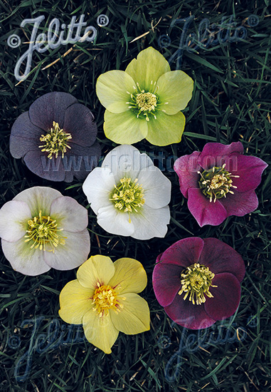 Čemerica východná HELLEBORUS Orientalis-Hybr. Newest Hybrids cca. 10 semien
