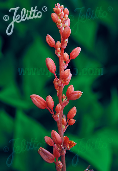 Juka červená HESPERALOE parviflora cca 10 semien