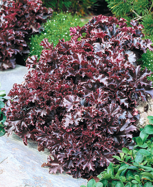 Heuchera hybrida Melting Fire 10 semien
