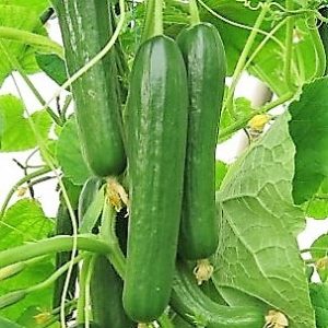 Uhorky šalátové hybridy, hladké partenokarpické Hillwood F1 100 semien