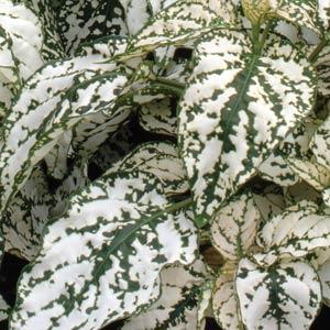 hypoestes_splash_select_white.jpg