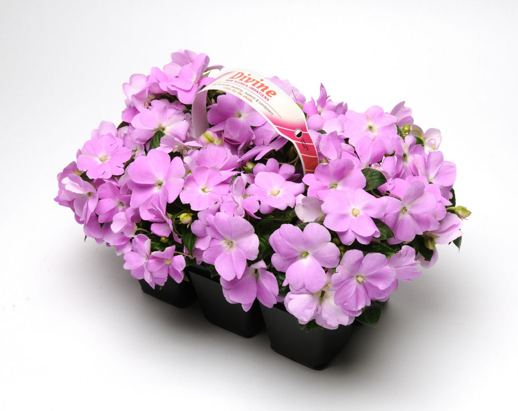 Impatiens hawkeri Divine Series F1 Blue Pearl 20 semien