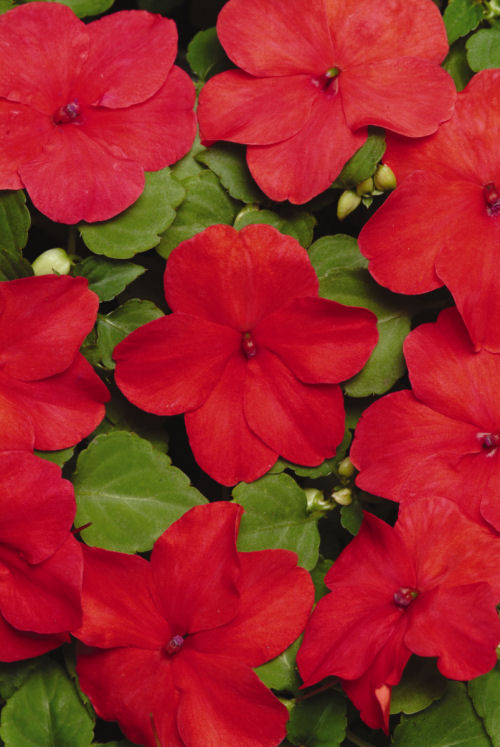 Impatiens  walleriana Super Elfin XP Series F1 Punch 1000 semien