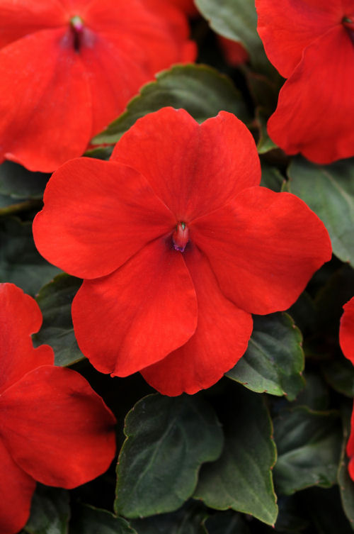 Impatiens  walleriana Super Elfin XP Series F1 Scarlet 1000 semien