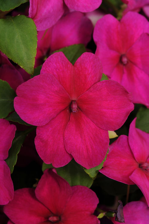 Impatiens  walleriana Super Elfin XP Series F1 Violet Starburst 1000 semien