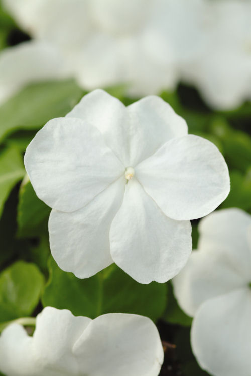 Impatiens  walleriana Super Elfin XP Series F1 White 1000 semien