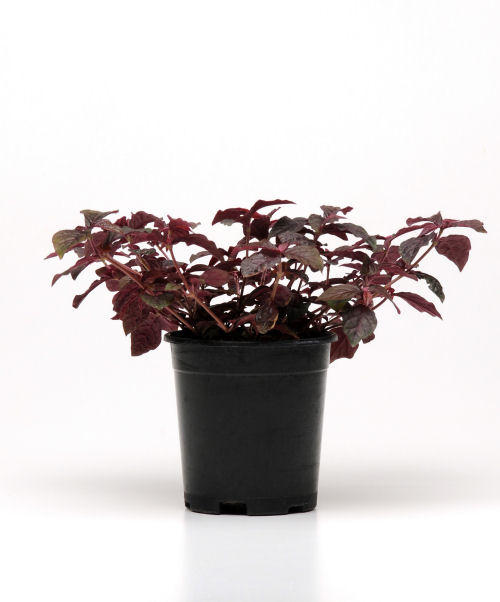 Iresine herbstii Purple Lady 1000 semien