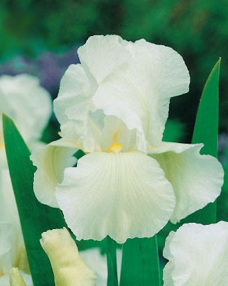 IRIS GERMANICA WHITE KING 25 kusov