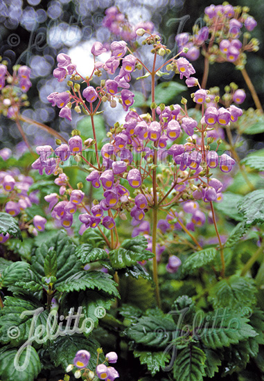 JOVELLANA punctata cca. 20 semien