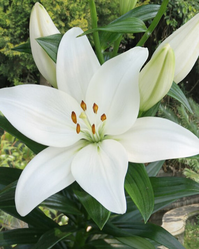 LILIUM KENT 50 kusov