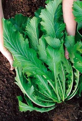 BIO semená Ázijská horčica mrazuvzdorná Green in Snow cca 500 semien