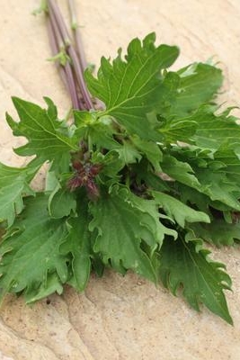 Bazalka BIO Mrihani cca 0,8 g