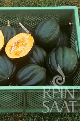 BIO semená Tekvica Table Queen cca 10 semien