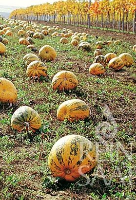 BIO semená Štajerská tekvica na olej, semená bez šupy Retzer Gold 10g 