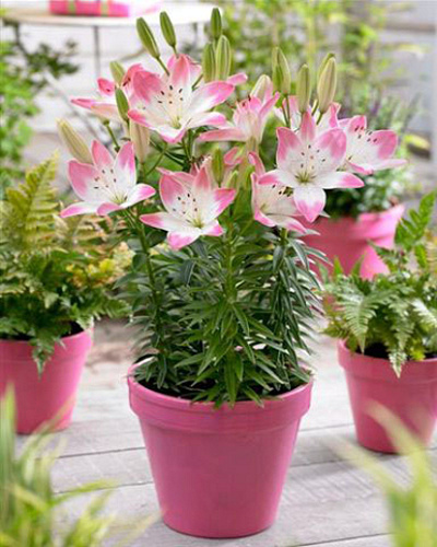 LILIUM SUGAR LOVE 50 kusov