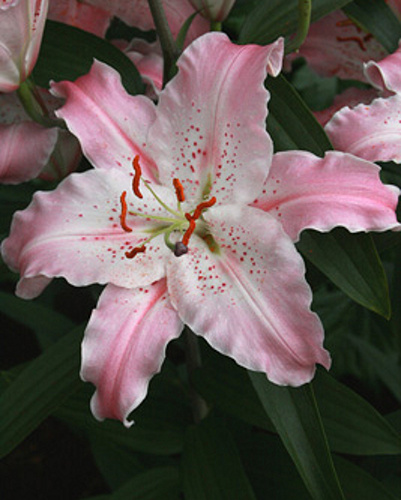 LILIUM VIRTUOSO (voňavá) 50 kusov