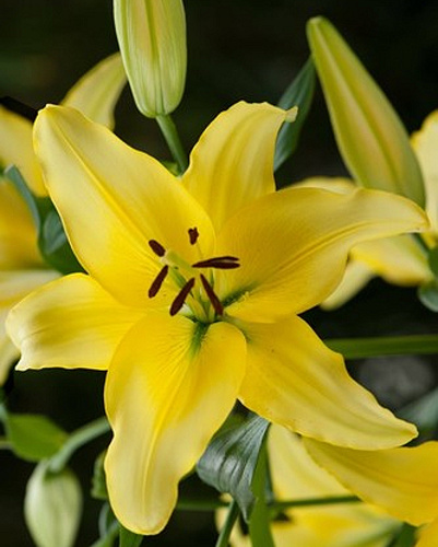 LILIUM YELLOW POWER 50 kusov