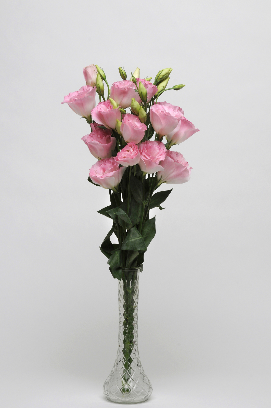 LISIANTHUS, CUT FLOWER DOUBLE, ABC 2 MISTY PINK, 1000 semien