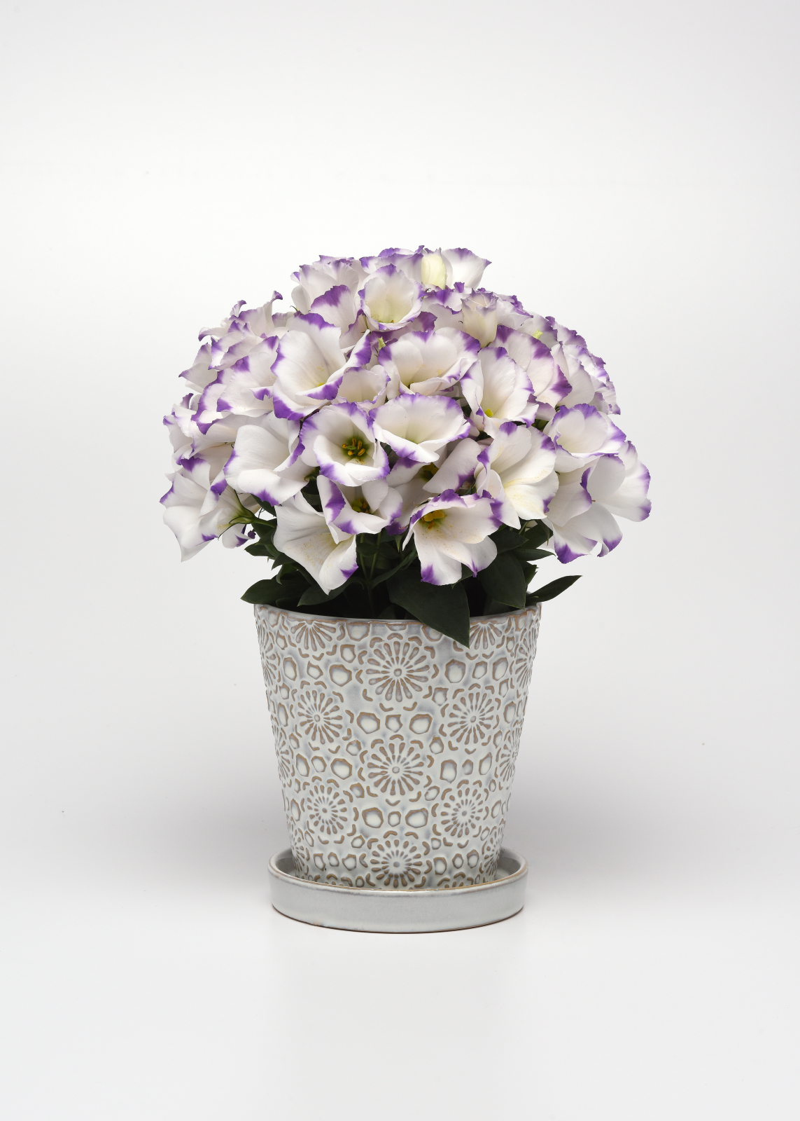 LISIANTHUS, POT & BEDDING, SAPPHIRE BLUE CHIP, 1000 semien