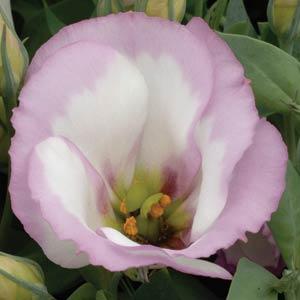 LISIANTHUS, POT & BEDDING, SAPPHIRE PINK RIM, 1000 semien