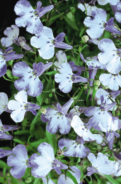 CompactLobelia Riviera Series Blue Splash  1000 semien