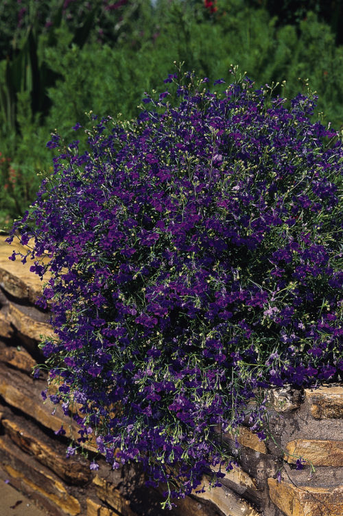 Lobelia erinus Regatta Series Marine Blue 1000 semien