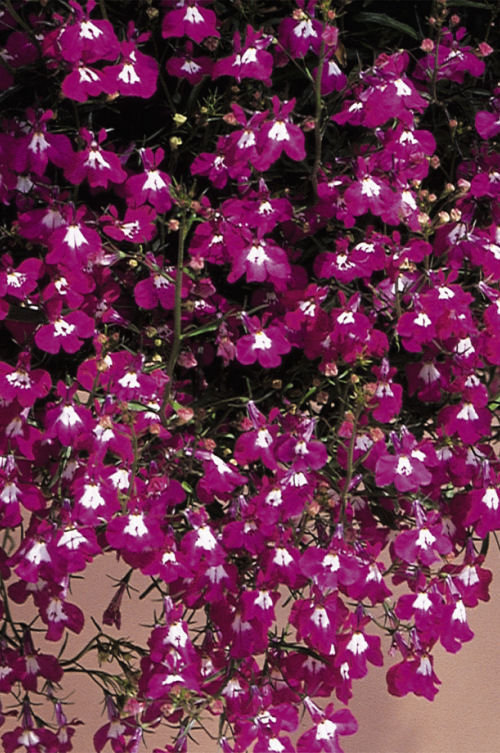 Lobelia erinus Regatta Series Rose 1000 semien