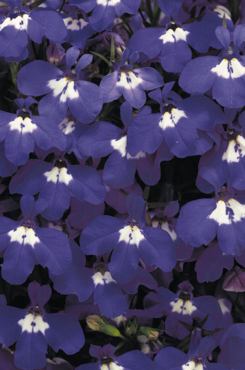 Lobelia Riviera Series Blue Eyes 20 semien