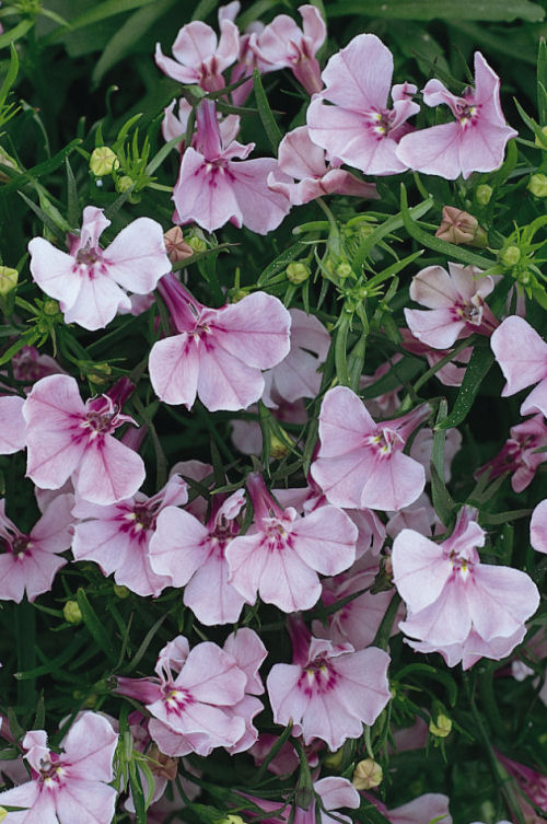 CompactLobelia Riviera Series Lilac  1000 semien