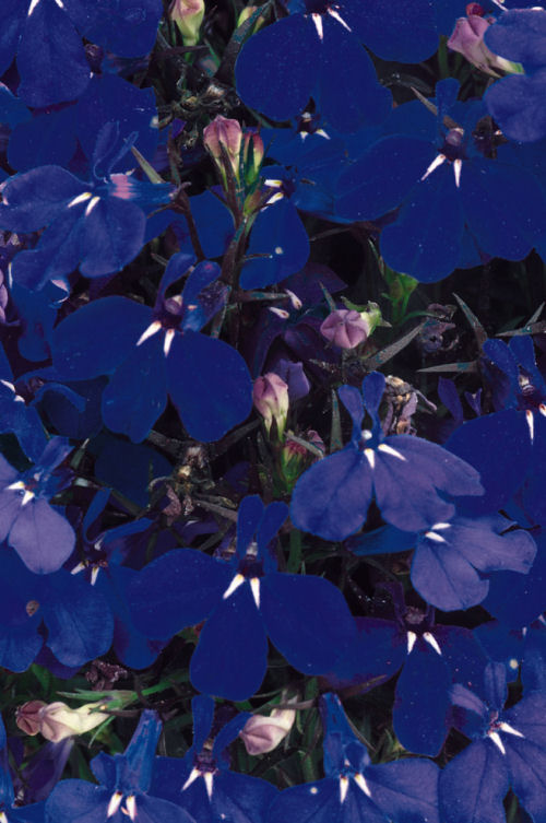 CompactLobelia Riviera Series Marine Blue  1000 semien