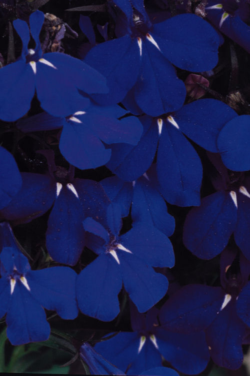 CompactLobelia Riviera Series Midnight Blue  1000 semien