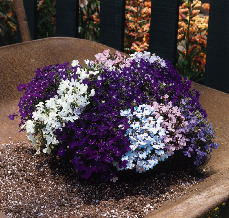 Lobelia Riviera Series Mix 20 semien