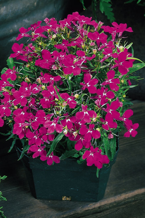 CompactLobelia Riviera Series Rose  1000 semien