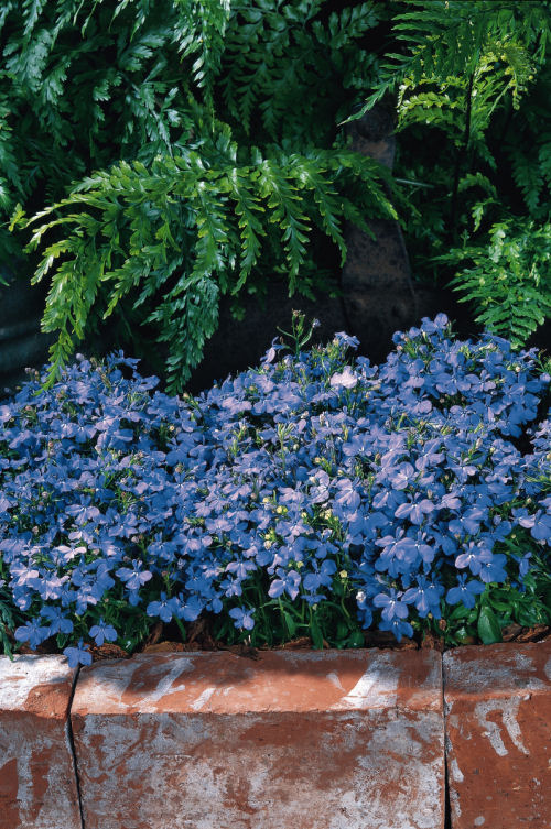 CompactLobelia Riviera Series Sky Blue  1000 semien