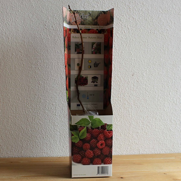 Malina Rubus ideaus 1 kus