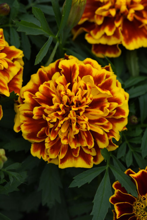 FrenchMarigold Tagete Patula Bonanza Series Bee (Aksamietnica) 1000 semien