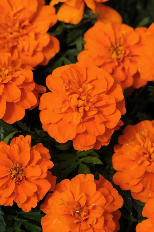 FrenchMarigold Tagete Patula Bonanza Series Deep Orange (Aksamietnica) 1000 semien
