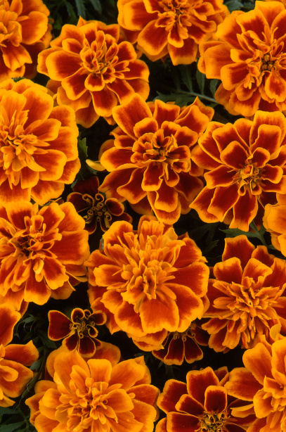 FrenchMarigold Tagete Patula Bonanza Series Flame (Aksamietnica) 1000 semien