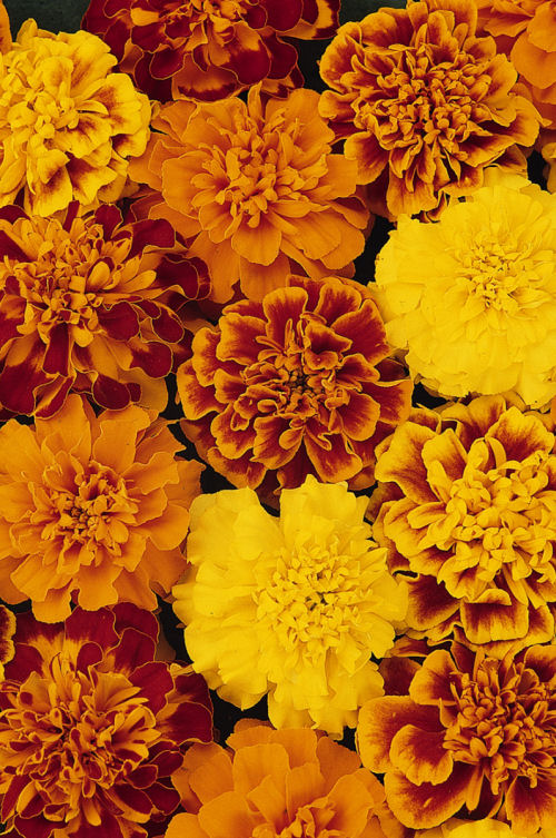Tagetes Patula Bonanza Series Mix (Aksamietnica) 20 semien