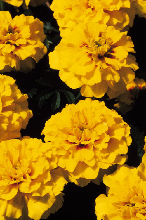 FrenchMarigold Tagete Patula Janie Series Yellow Bright (Aksamietnica) 1000 semien