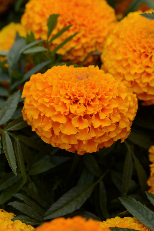 Marigold Tagetes Erecta Marvel I I Orange 1000 semien