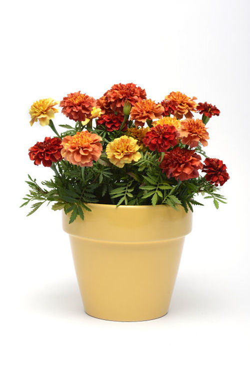 Dwarf CrestedFrenchMarigold Strawberry Blonde (Aksamietnica) 1000 semien