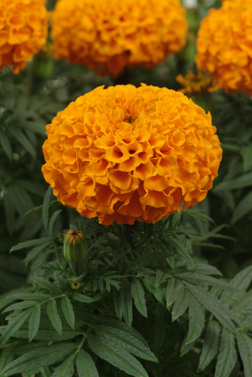 Marigold Tagetes Erecta Taishan Series Orange 1000 semien
