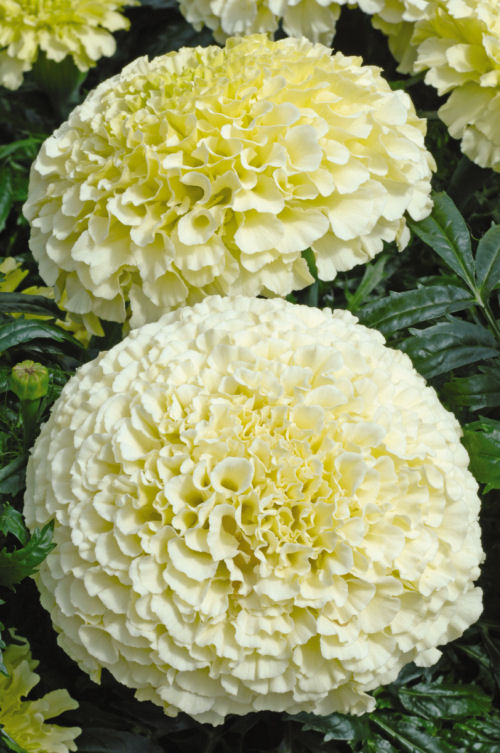 Marigold Tagetes Erecta Vanilla F1 1000 semien