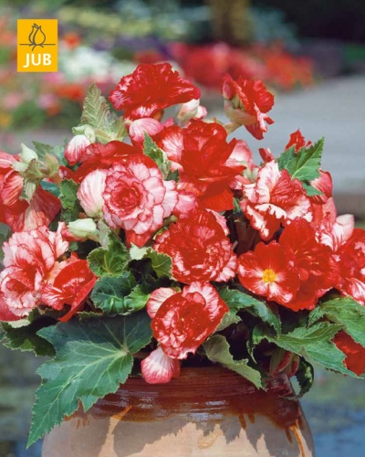 BEGONIA MARMORATA 25 kusov