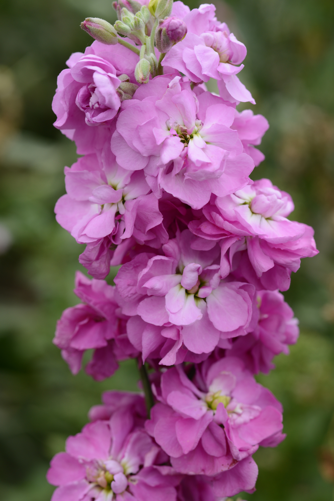 mathiola_column_ball_pink.jpg