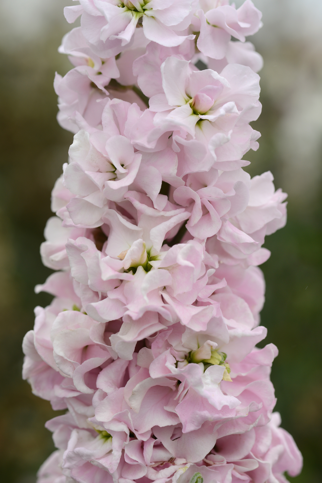mathiola_column_malmaison_pink.jpg