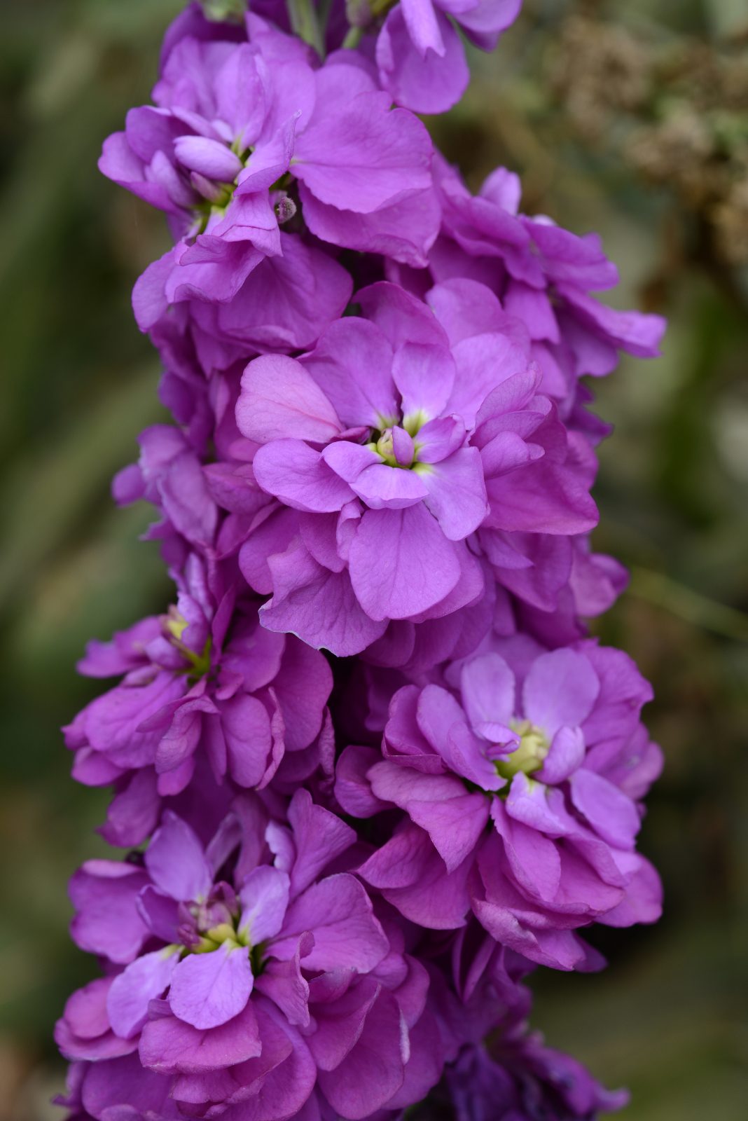 mathiola_column_miracle_mid_blue.jpg